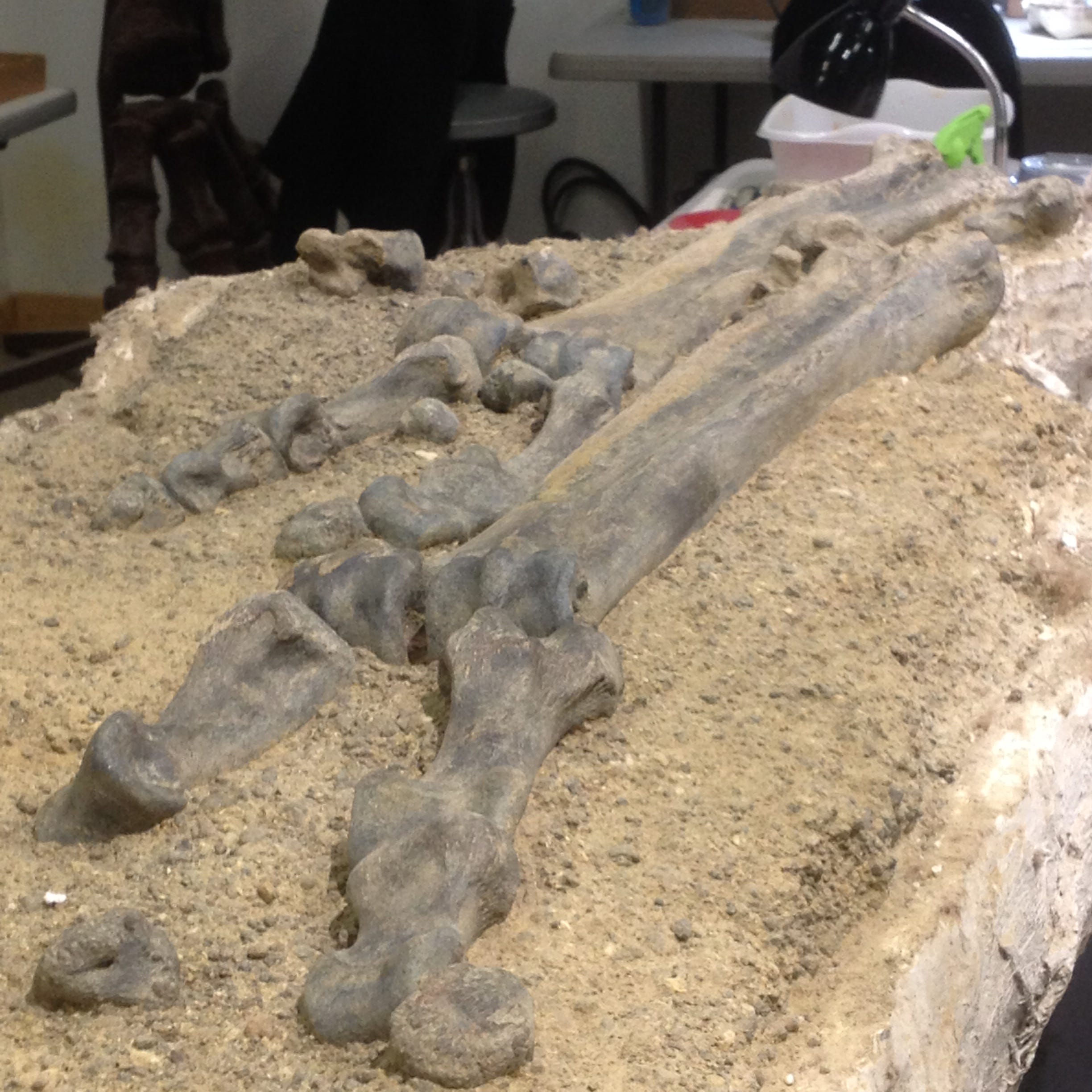 Lafayette Museum hosting dinosaur exhibit
